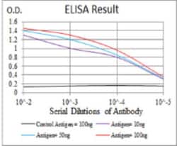 LHR Antibody (8G9A2) - BSA Free, Novus Biologicals:Antibodies:Primary Antibodies