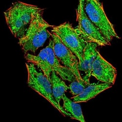 LHR Antibody (8G9A2) - BSA Free, Novus Biologicals:Antibodies:Primary Antibodies