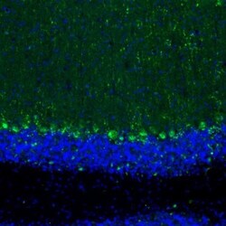 LIAS Antibody, Novus Biologicals 0.1mL; Unlabeled:Antibodies, Polyclonal