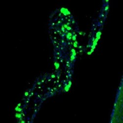 LIAS Antibody, Novus Biologicals 0.1mL; Unlabeled:Antibodies, Polyclonal