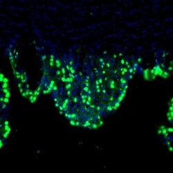 LIAS Antibody, Novus Biologicals 0.1mL; Unlabeled:Antibodies, Polyclonal