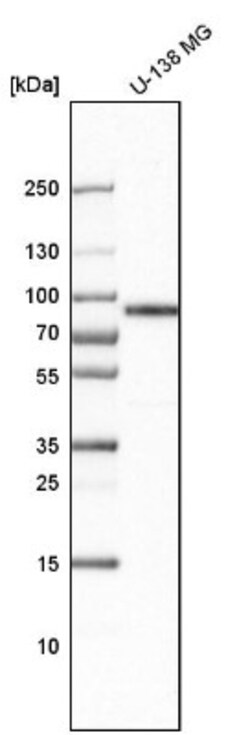 LIMPII/SR-B2 Antibody, Novus Biologicals:Antibodies:Primary Antibodies