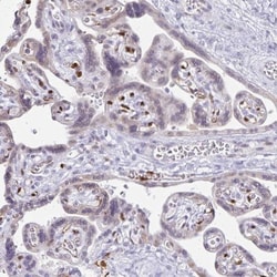 LIN-28B Antibody, Novus Biologicals 0.1mL; Unlabeled:Antibodies, Polyclonal