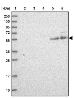 LIN10 Antibody, Novus Biologicals:Antibodies:Primary Antibodies