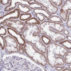 LINGO-4 Antibody, Novus Biologicals:Antibodies:Primary Antibodies