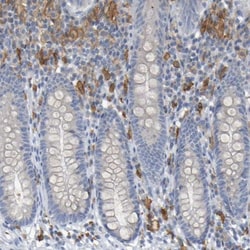 LIR-8/CD85c/LILRB5 Antibody, Novus Biologicals 0.1mL; Unlabeled:Antibodies,