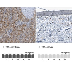 LIR-8/CD85c/LILRB5 Antibody, Novus Biologicals 0.1mL; Unlabeled:Antibodies,