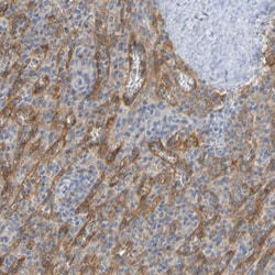 LIR-8/CD85c/LILRB5 Antibody, Novus Biologicals 0.1mL; Unlabeled:Antibodies,