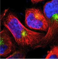 LITAF Antibody, Novus Biologicals 0.1mL; Unlabeled:Antibodies, Polyclonal