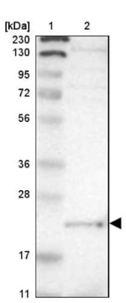LITAF Antibody, Novus Biologicals 0.1mL; Unlabeled:Antibodies, Polyclonal