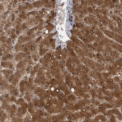 LMAN2L Antibody, Novus Biologicals 0.1mL; Unlabeled:Antibodies, Polyclonal