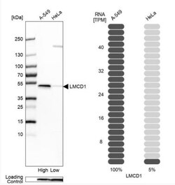 LMCD1 Antibody, Novus Biologicals 25 &mu;L; Unlabeled:Antibodies, Polyclonal