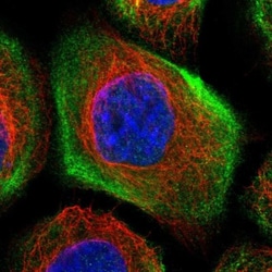 LMO7 Antibody, Novus Biologicals 0.1mL; Unlabeled:Antibodies, Polyclonal