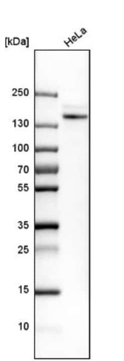 LMO7 Antibody, Novus Biologicals 0.1mL; Unlabeled:Antibodies, Polyclonal