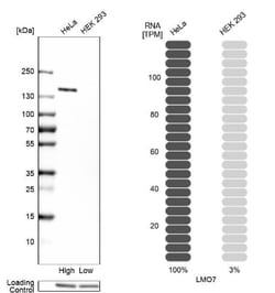 LMO7 Antibody, Novus Biologicals 0.1mL; Unlabeled:Antibodies, Polyclonal