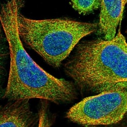 LMOD1 Antibody, Novus Biologicals:Antibodies:Primary Antibodies