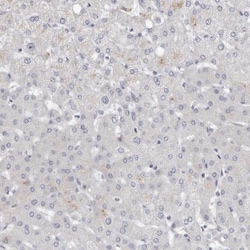 LMOD1 Antibody, Novus Biologicals:Antibodies:Primary Antibodies