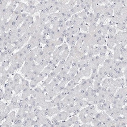LMOD1 Antibody, Novus Biologicals 25 &mu;L; Unlabeled:Antibodies, Polyclonal