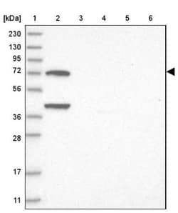 LMOD1 Antibody, Novus Biologicals:Antibodies:Primary Antibodies