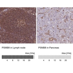LMP7/PSMB8 Antibody, Novus Biologicals 0.1mL; Unlabeled:Antibodies, Polyclonal