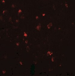LMX1A Antibody - BSA Free, Novus Biologicals 0.025 mg, Unlabeled:Antibodies,