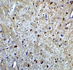 LMX1A Antibody - BSA Free, Novus Biologicals 0.025 mg, Unlabeled:Antibodies,