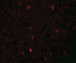 LMX1b Antibody - BSA Free, Novus Biologicals 0.025 mg, Unlabeled:Antibodies,