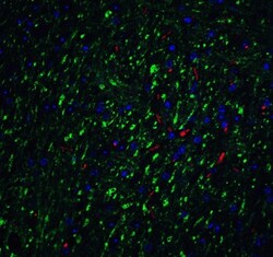 LMX1b Antibody - BSA Free, Novus Biologicals 0.025 mg, Unlabeled:Antibodies,