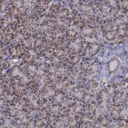 LONP1 Antibody, Novus Biologicals:Antibodies:Primary Antibodies