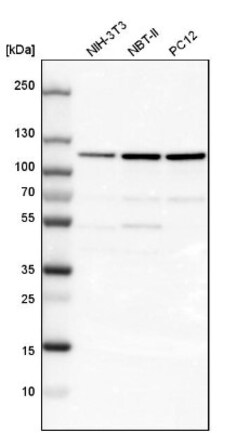 LONP1 Antibody, Novus Biologicals:Antibodies:Primary Antibodies