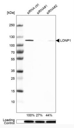 LONP1 Antibody, Novus Biologicals:Antibodies:Primary Antibodies
