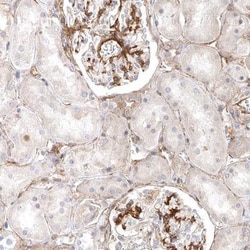LONRF1 Antibody, Novus Biologicals:Antibodies:Primary Antibodies