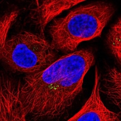 LOXL4 Antibody, Novus Biologicals:Antibodies:Primary Antibodies