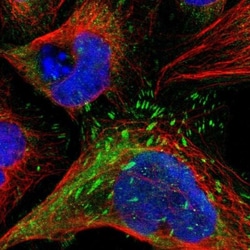 LPP Antibody, Novus Biologicals:Antibodies:Primary Antibodies