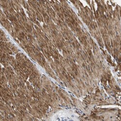 LPP Antibody, Novus Biologicals 0.1mL; Unlabeled:Antibodies, Polyclonal