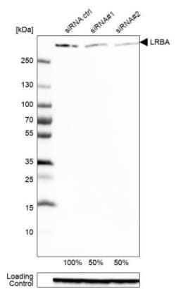 LRBA Antibody, Novus Biologicals:Antibodies:Primary Antibodies