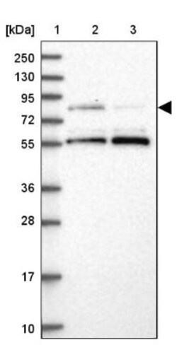 LRCH4 Antibody, Novus Biologicals 0.1mL; Unlabeled:Antibodies, Polyclonal