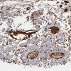 LRG1 Antibody, Novus Biologicals 25 &mu;L | Buy Online | Novus Biologicals | Fisher Scientific