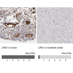 LRG1 Antibody, Novus Biologicals 25 &mu;L | Buy Online | Novus Biologicals | Fisher Scientific