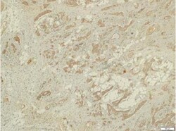 LRG1 Antibody, Novus Biologicals 0.1mL; Unlabeled:Antibodies, Polyclonal