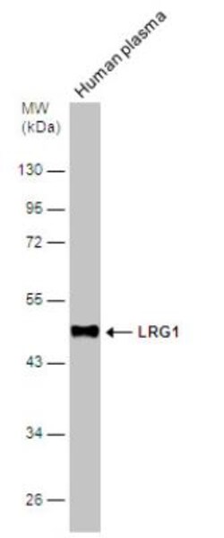 LRG1 Antibody, Novus Biologicals 0.1mL; Unlabeled:Antibodies, Polyclonal
