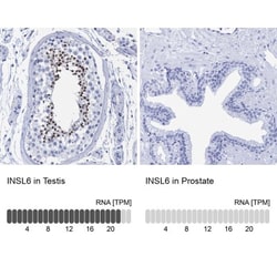 INSL6 Antibody, Novus Biologicals:Antibodies:Primary Antibodies