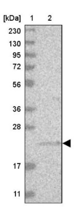 INSL6 Antibody, Novus Biologicals:Antibodies:Primary Antibodies