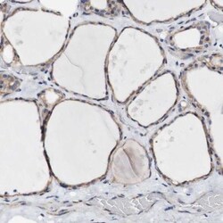 LRIG3 Antibody, Novus Biologicals:Antibodies:Primary Antibodies