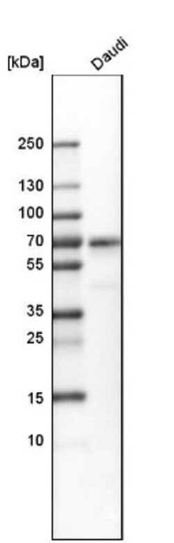 LRMP/Jaw1 Antibody, Novus Biologicals:Antibodies:Primary Antibodies