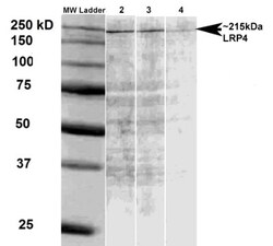 LRP-4 Antibody (S207-27), Novus Biologicals 0.025 mg, Unconjugated:Antibodies,