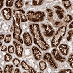 LRP-6 Antibody, Novus Biologicals 0.1mL; Unlabeled:Antibodies, Polyclonal