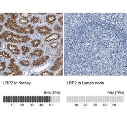 LRP2 Antibody, Novus Biologicals 0.1mL; Unlabeled:Anticorps, Polyclonal