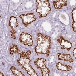 LRP2 Antibody, Novus Biologicals:Antibodies:Primary Antibodies