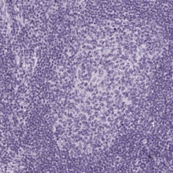 LRP2 Antibody, Novus Biologicals:Antibodies:Primary Antibodies